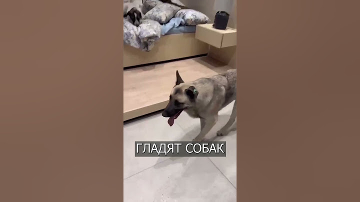В Турции СОБАК пускают в магазины