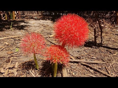 NÃO CONHECIA A PLANTA CONHECIDA DE BOLA DO MUNDO - thptnganamst.edu.vn