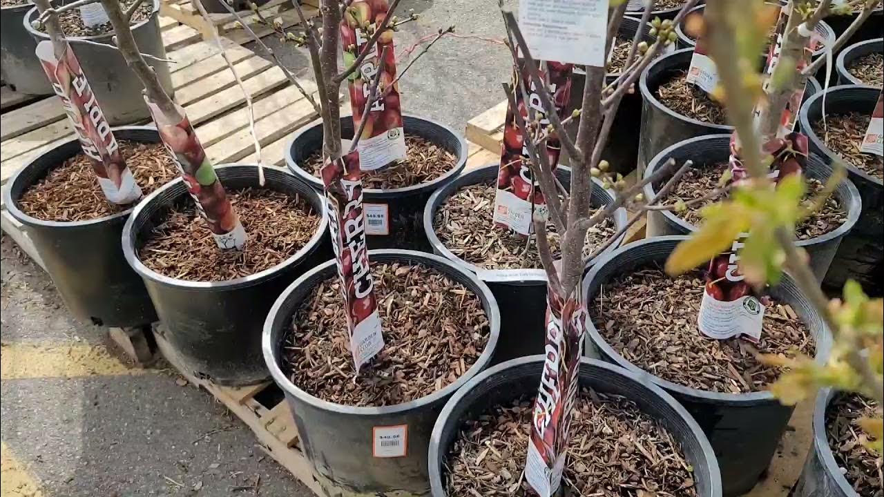 Home Depot FRUIT Trees, Fruit tree review 2021, fruit trees, apple