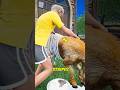 Painting a Goat Like a Zebra Has a Real Purpose #AnimalFacts #ScienceExplained #DidYouKnow