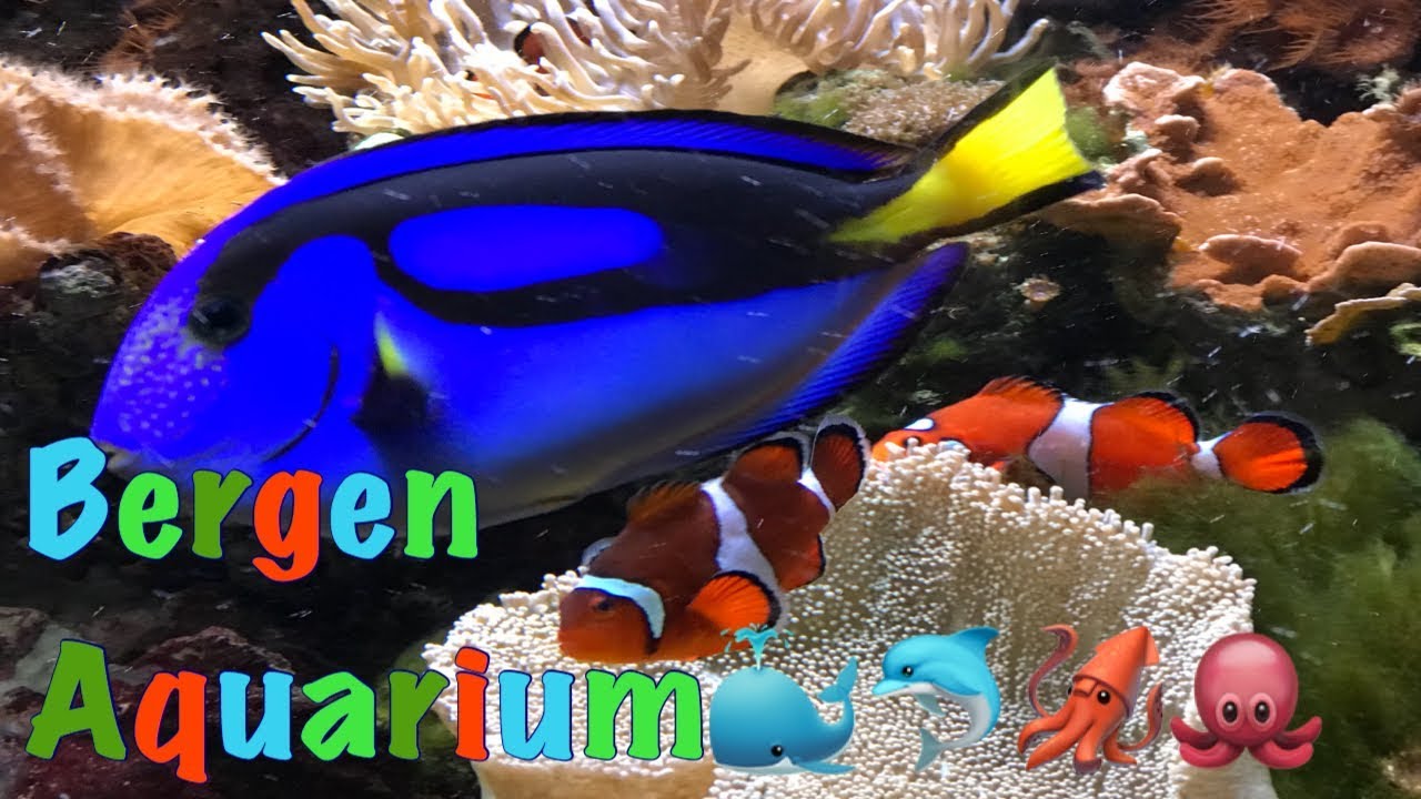 Bergen Aquarium/Akvariet i Bergen,Bergen Norway