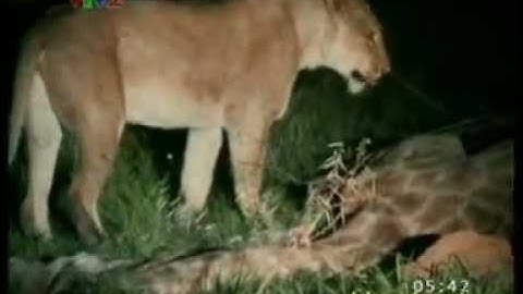 BẢN NĂNG HOANG DÃ CỦA ĐỘNG VẬT