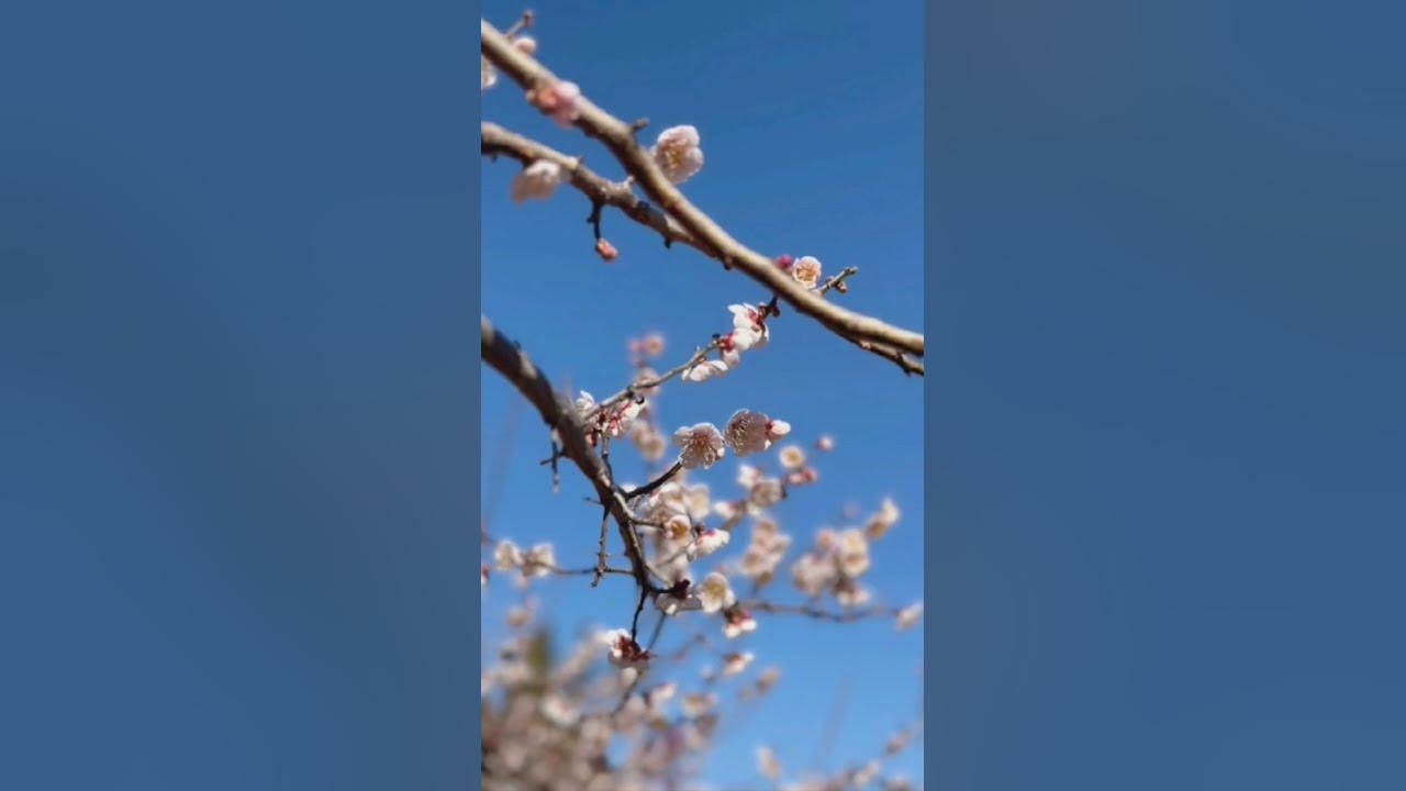 매화 apricot flower 매화 apricot flower