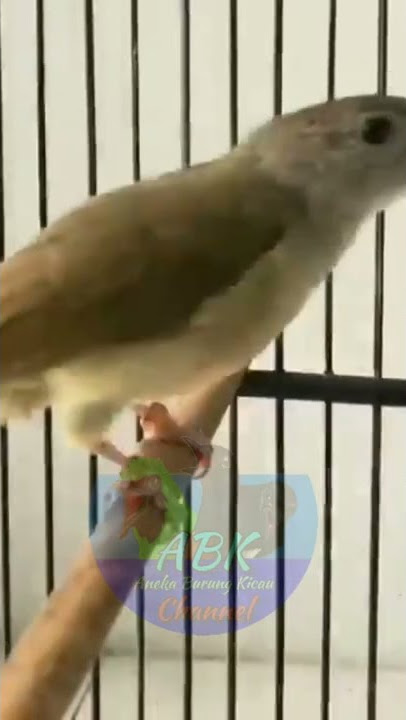 Pancingan kapas tembak buka ekor isian bajing kekes #shorts