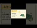 🌱 Photosynthesis in 60 Seconds! | PART 1 #biology #photosynthesis #autotrophicnutrition