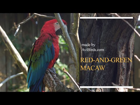 Red-and-Green Macaw / Green-Winged Macaw [Ara Chloropterus]