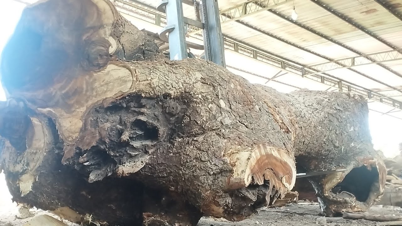 KING OF MONSTERS! Professional Wood Slabs Cutting Has Many Challenges