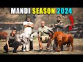 Ready for mandi season 2024