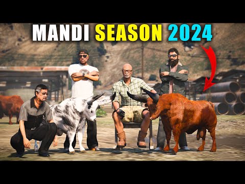 Ready For Mandi Season 2024