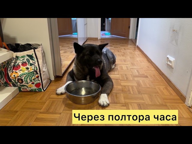 Болезнь Ауески у собаки