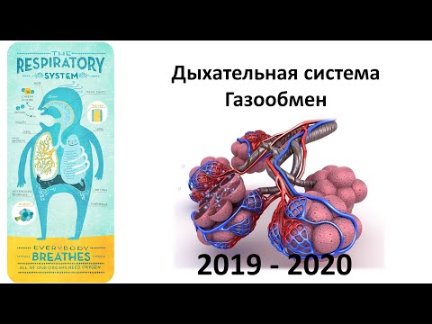 17. Механизмы дыхания (8 класс) - биология, подготовка к ЕГЭ и ОГЭ 2020