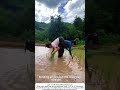 Hand Rice Transplanting – Bending Low, Planting Right 🌾🧑🌾