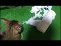 悪さばかりする猫を厳しい飼い主が叱り飛ばす日々An angry cat
