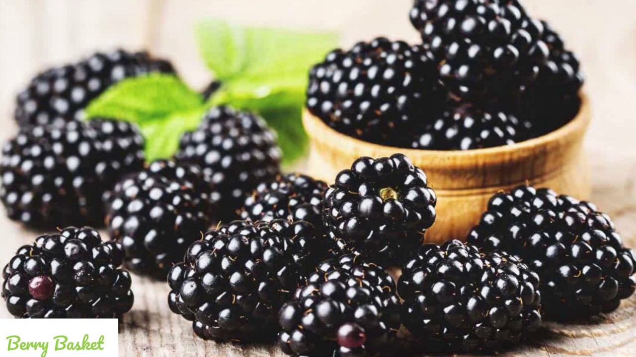 AMAZING Nutritional Facts and Health Benefits OF Black Berries YouTube