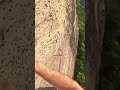Technical Crux on the Oxbow portrait