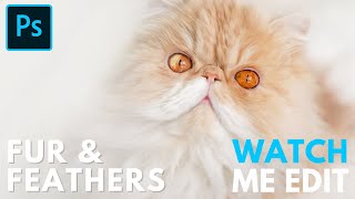 The Fur & Feathers Collection Photoshop Actions - Cat Edit screenshot 5