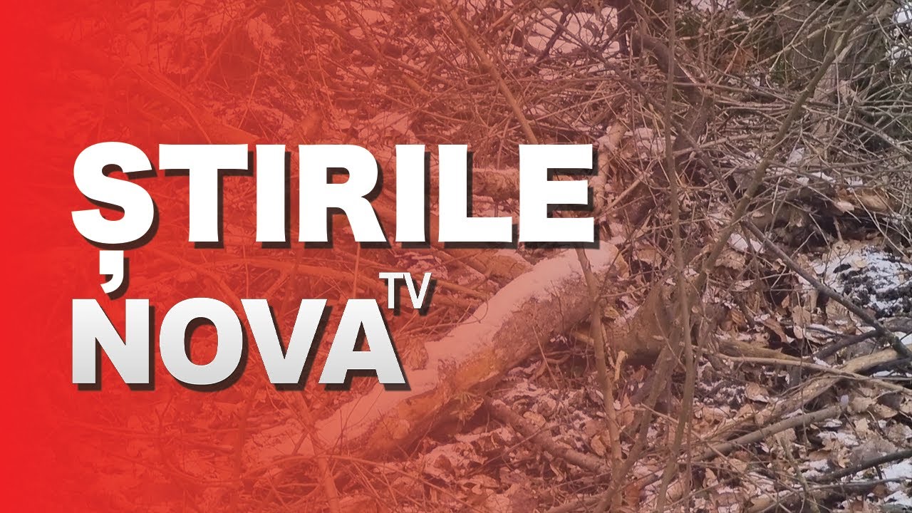 2 bărbați depistați în Brateiu cu lemne tăiate ilegal | novatv.ro