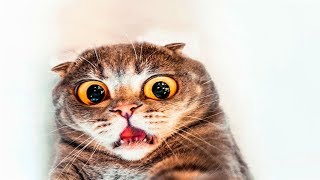 Funny Stalking Cat Videos Compilation -  Funny World by Funny World 513 views 5 years ago 10 minutes, 10 seconds