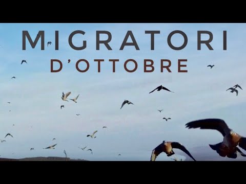 Video: I colombacci migrano?