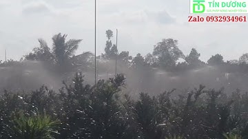 Vườn kiểng Vạn Niên Tùng ở Tiền Giang được lắp béc phun thuốc tự động. TÍN DƯƠNG 0932934961