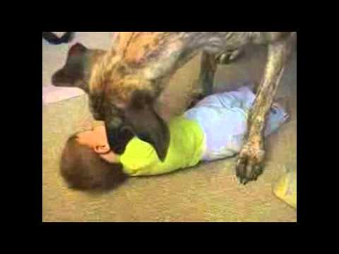 funny-dogs-and-cute-baby-competition