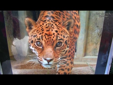ペルシャヒョウが死亡 名前 シラツ 東山動物園 Youtube
