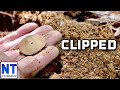 Clipped colonial copper cellar hole metal detecting in NH Fisher F19 old coin