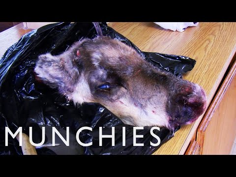 Cooking with Polar Bear Meat & Caribou Head