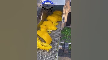 MÁY CẮT LÁT ỚT CHUÔNG, MÁY CẮT ỚT CÔNG NGHIỆP, MÁY CẮT LÁT RAU CỦ CÓ BĂNG TẢI