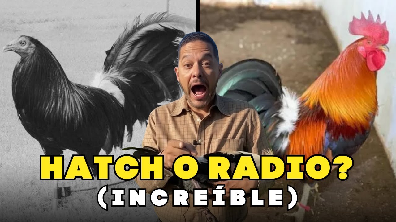 Hatch vs Radio La Exibcion alta gama