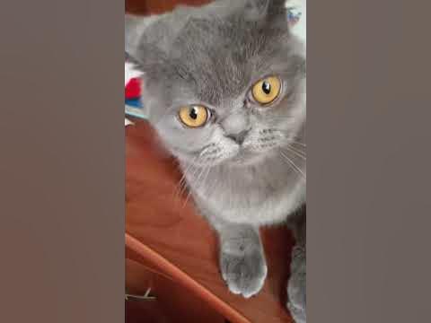если ты счастливый котик сделай кус - YouTube