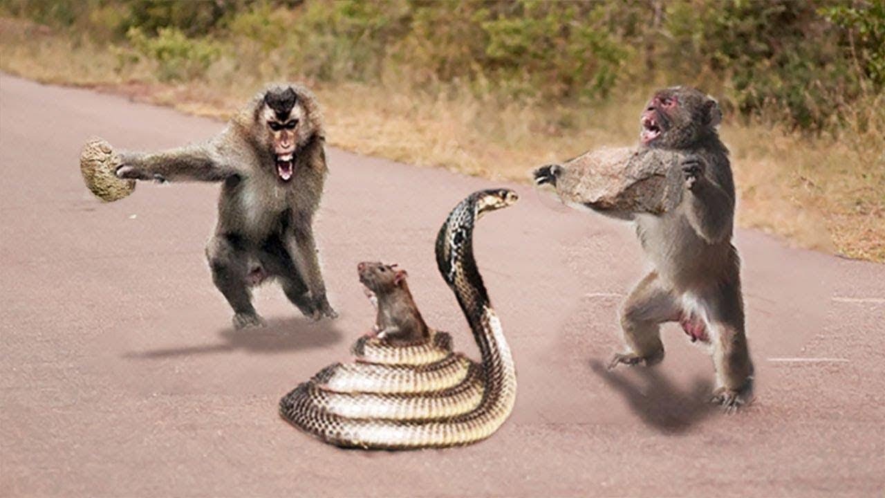 Год змеи обезьяна