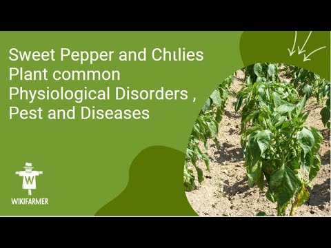 Video: Pepparskadedjur – Information om vanliga pepparväxter
