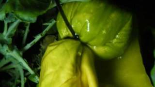 Aquaponics Water Filter - Part02