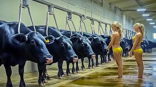 Incredible Modern Farming Smart Cow Care, Calf Birth, And Advanced Milking Techniques