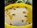 How to make mosquito trap😎#trending #experiment #music #viral #lifehacks#lifehacks #youtubeshorts 