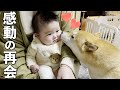 赤ちゃんと１週間ぶりの再会に感情が大爆発する柴犬