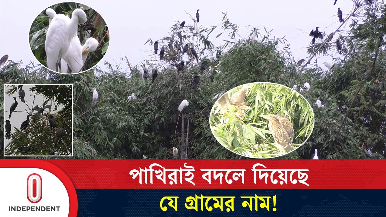 শত বছরের বন্ধন: পাখির ডাকে জেগে ওঠে যে গ্রাম | Village of Birds | Independent TV