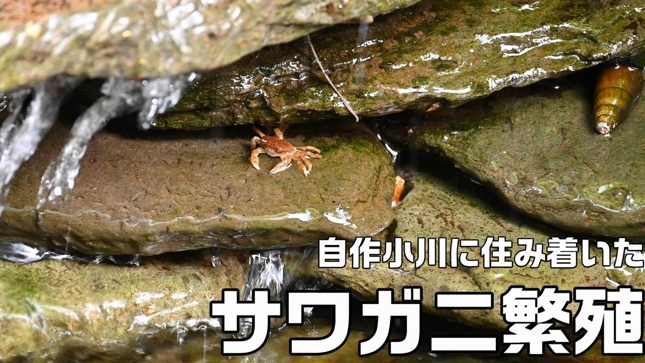 【池作り】庭に一から作った小川と庭池に住み着いたサワガニが繁殖し増えてました。