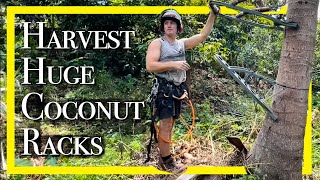 Harvest Huge Coconut racks using Hunters Tree Stand! | Live Big #86