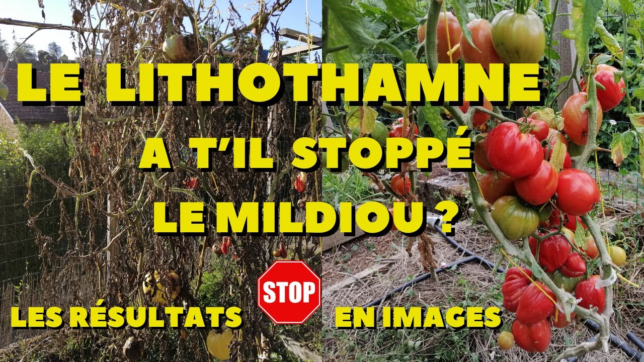 le lithothamne a t'il stoppé le mildiou sur mes tomates ? suivi et resultats en images