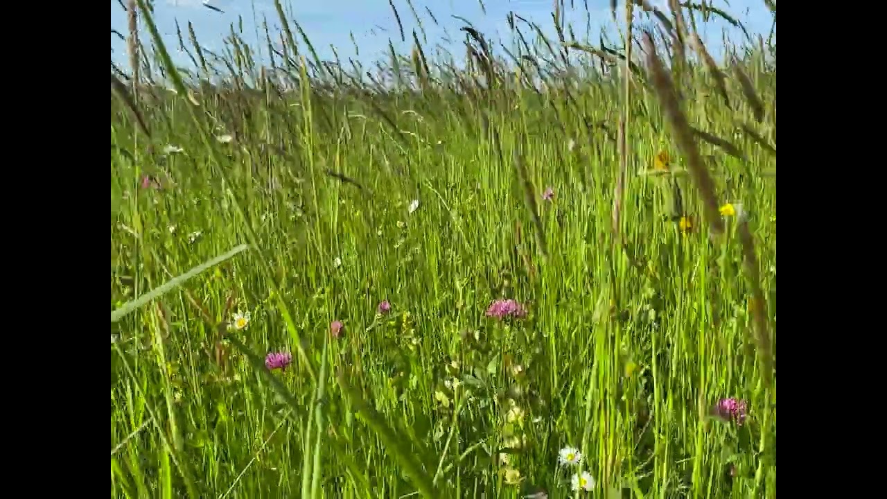 Knaagbox bergweidehooi uit de Oostenrijkse Alpen gras van dichtbij