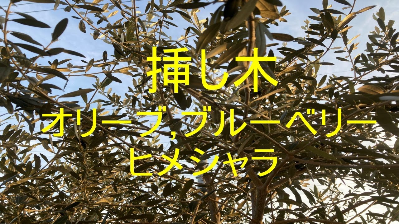 シンボルツリーを挿し木 オリーブ ブルーベリー ヒメシャラ Youtube シンボルツリーを挿し木 オリーブ ブルーベリー ヒメシャラ Youtube