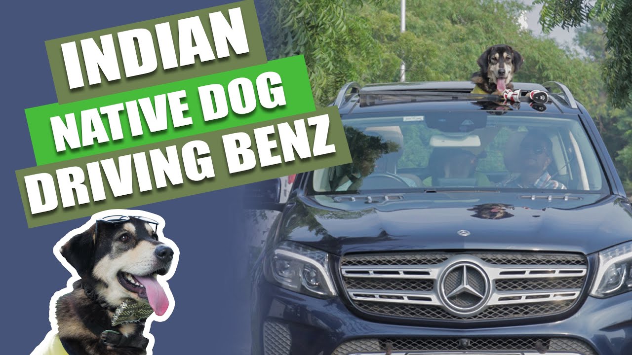 indian-dog-driving-car-himalayan-gaddi-alangu-dog-farm-youtube
