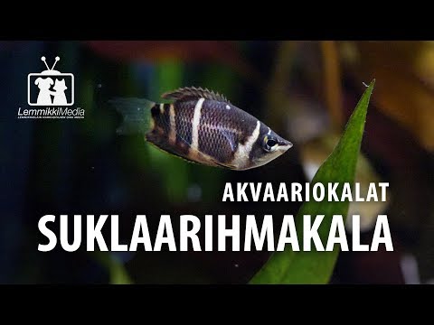 Video: Mikä Määrää Akvaariokalojen Käyttäytymisen