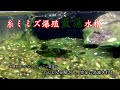 べったりしつこい藍藻が米糠で、どんどん分解され完全に消滅されて行く。イトメ爆繁殖水槽3