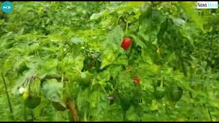 GI Registration Approved For Dalle Khursani (Red Cherry Pepper) Of Sikkim