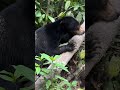 Rudy Had a Thought… Then Chose a Nap Instead 😴🌿