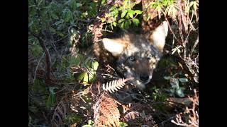 COYOTE TRAPPING keeping the numbers down  Eps# 6 2020 2021