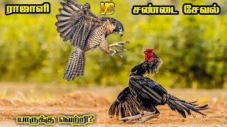 Peregrine Falcon vs Peruvedai | ராஜாளி  vs பெருவெடை | Savage Empire